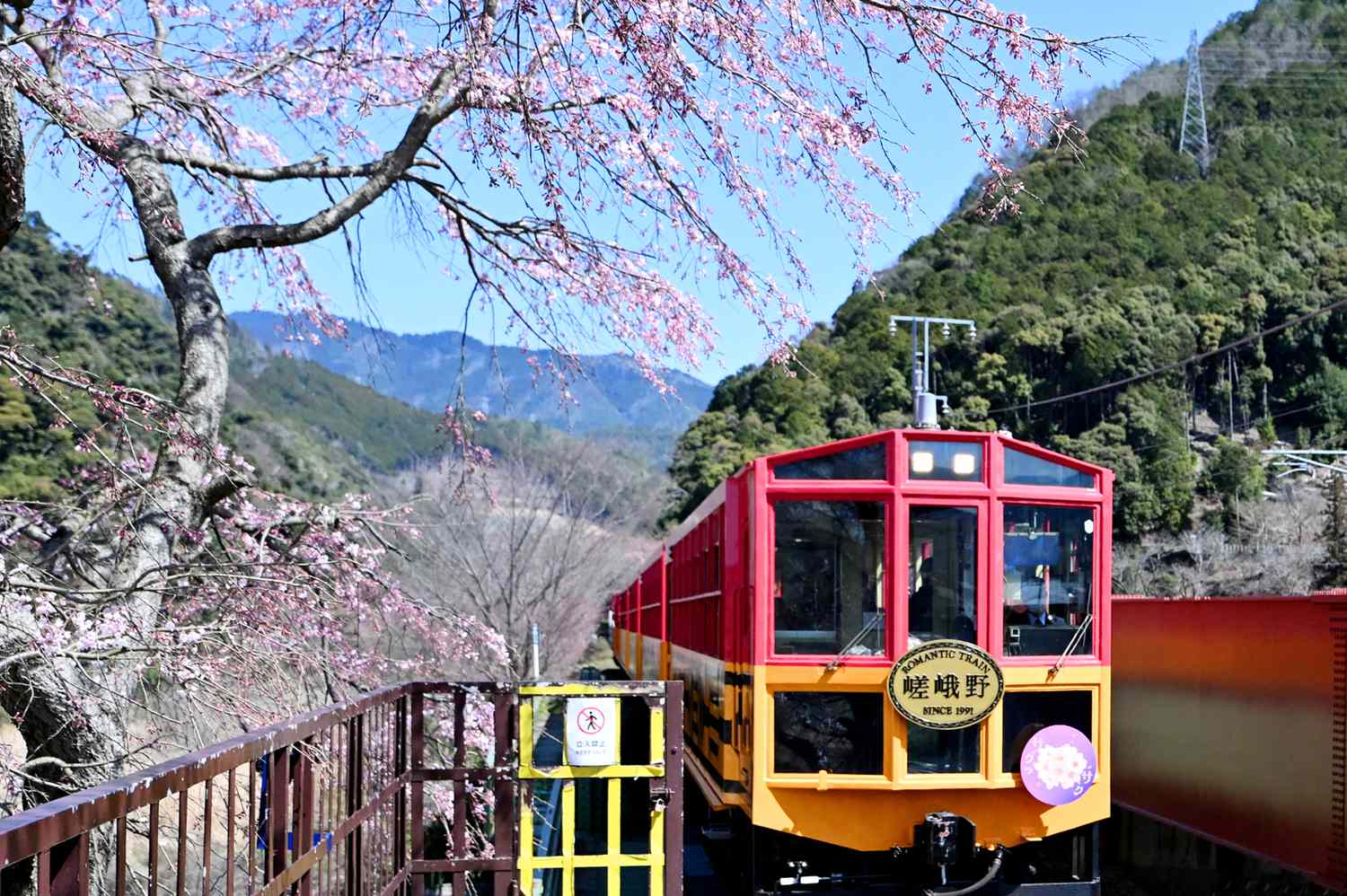 The Sagano Scenic Railway train winding through the forested Hozu Gorge near the Hozugawa River.