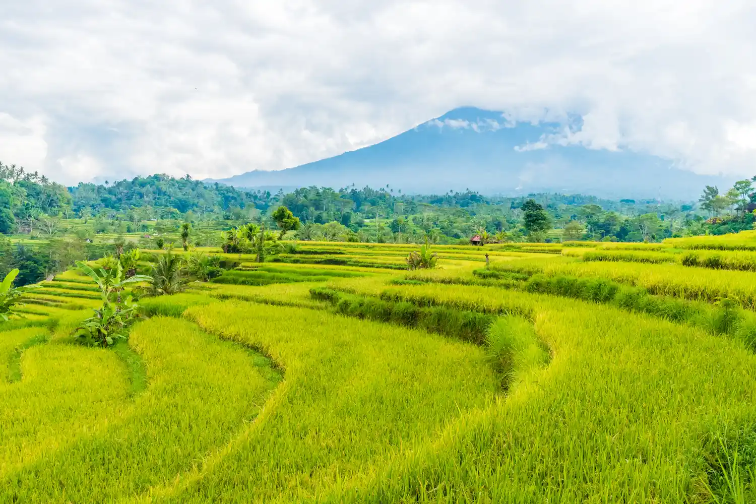 Lush green terraced rice fields in the Balinese highlands with mountains in the background.