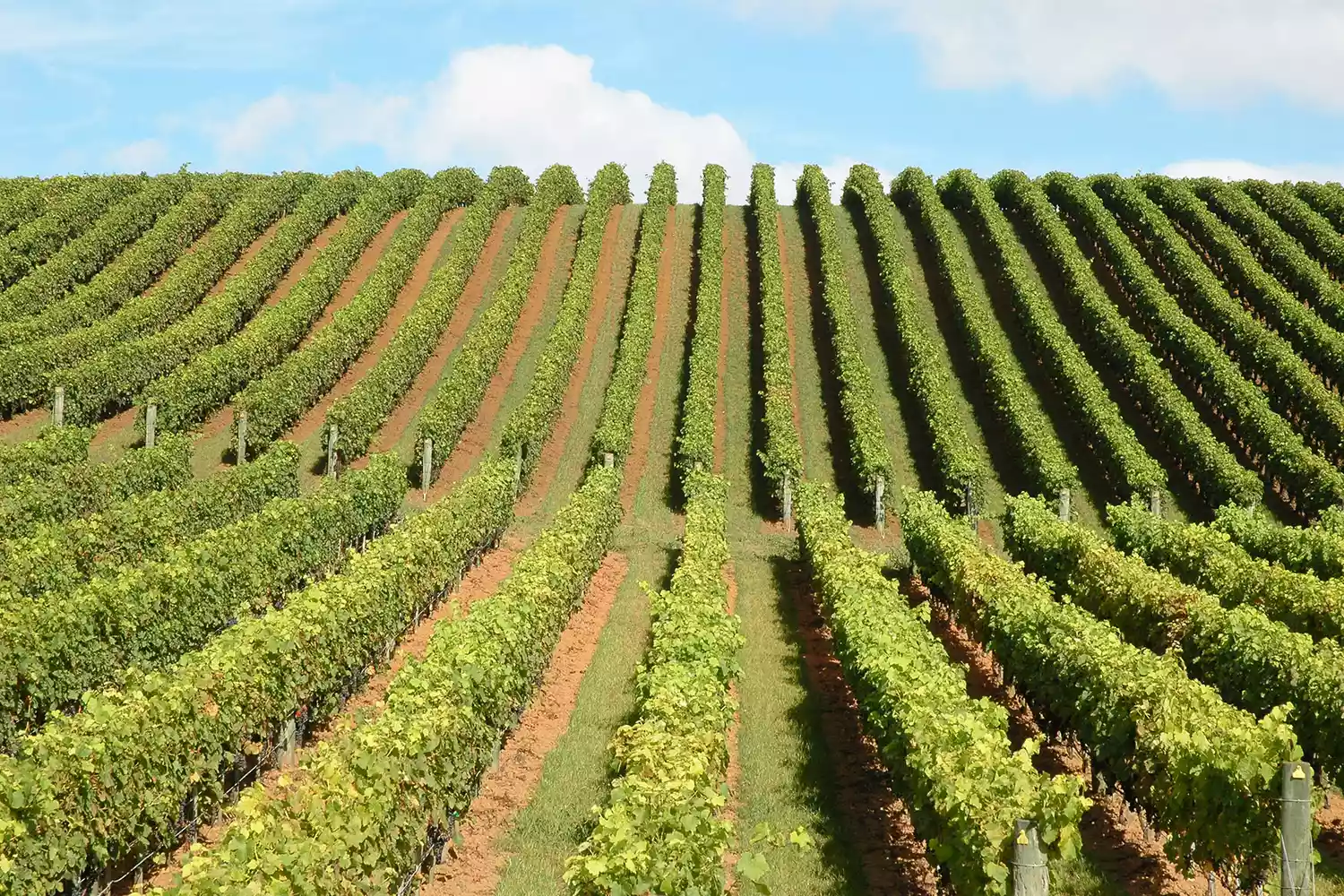 Lush green rows of vines at a boutique vineyard in the Matakana region.