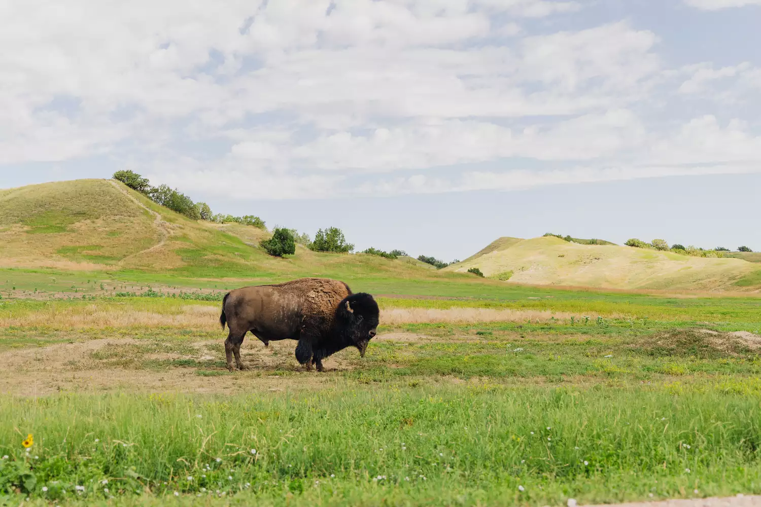 A large American bison grazing in the grasslands beside the rugged hills of the Badlands.