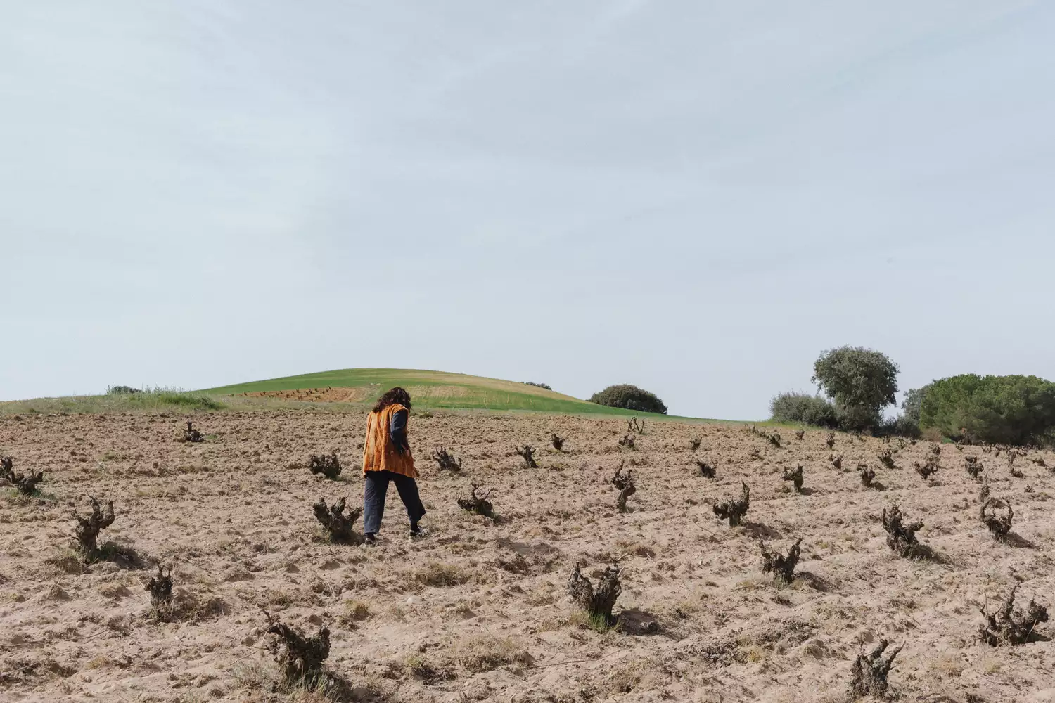 A woman walking through rows of young, healthy vines at Bodegas Bigardo under bright sunlight.