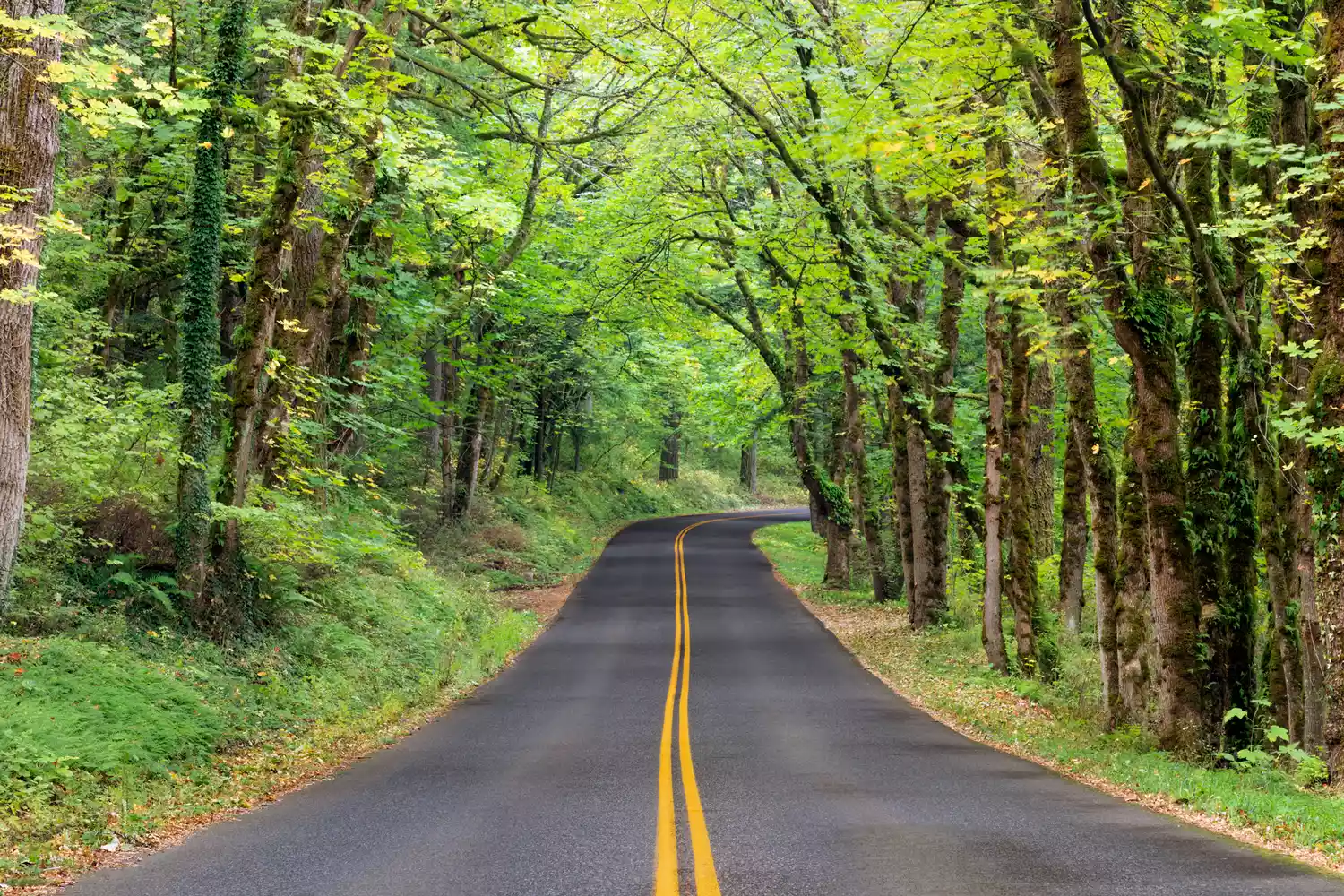 A stretch of road along the Historic Columbia River Highway through lush forest.