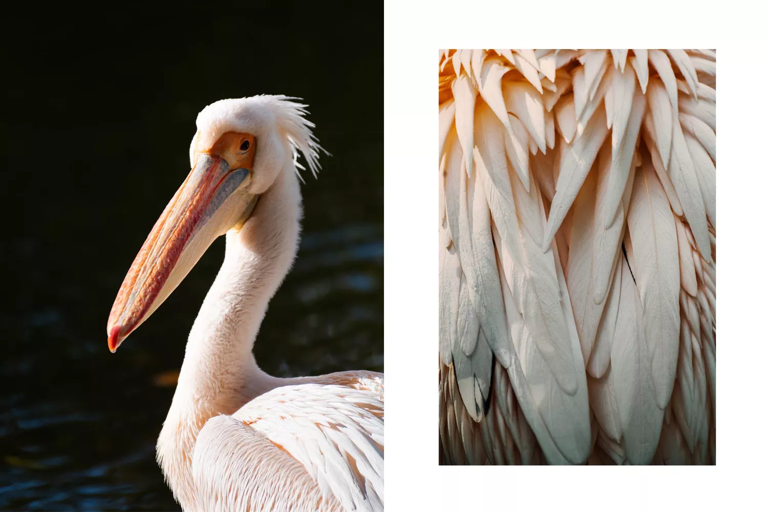 Pelicans standing near the edge of a lake in St. James Park.