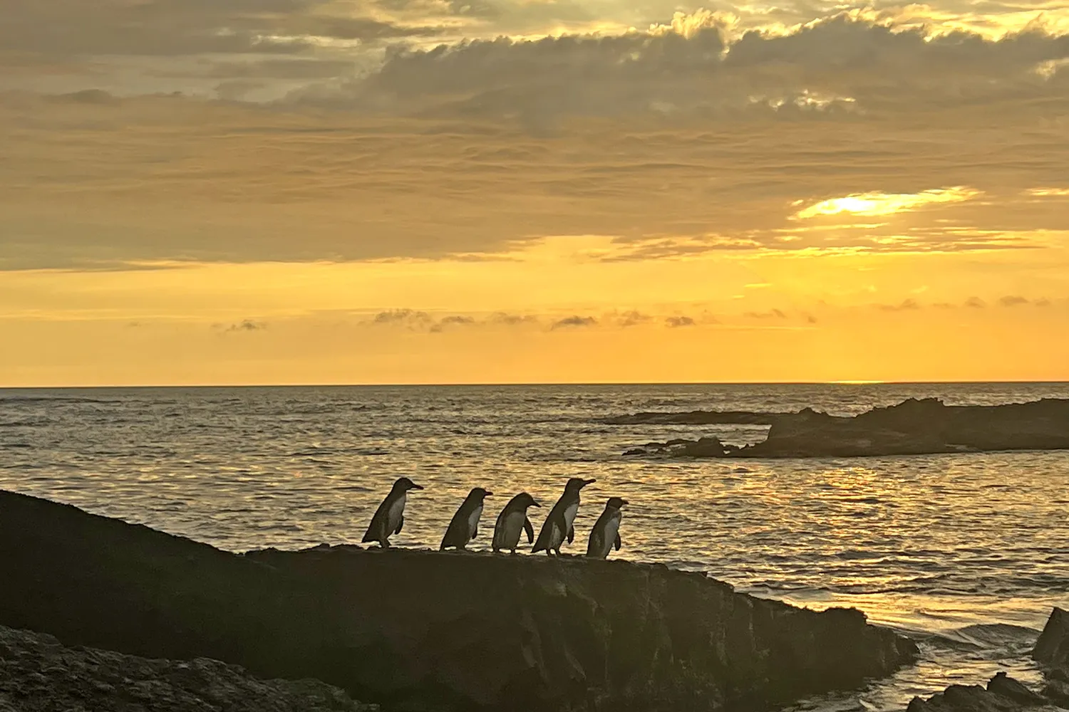 A cluster of penguins standing on volcanic rocks at the edge of the sea during sunset.