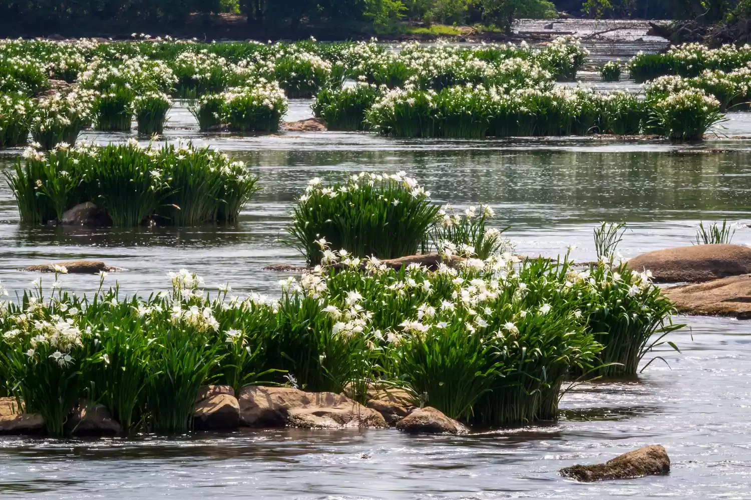 Close-up of white rocky shoals spider lilies blooming in the river rapids.