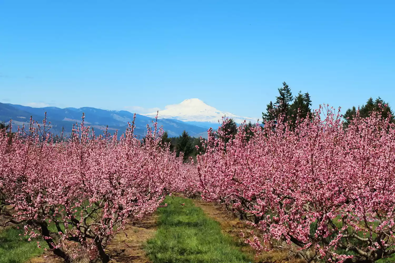 Rows of blossoming fruit trees in an orchard with a snowy mountain in the background.