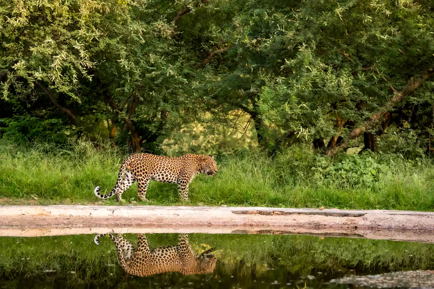 A wild leopard walking near a watering hole in the Jhalana Leopard Reserve.