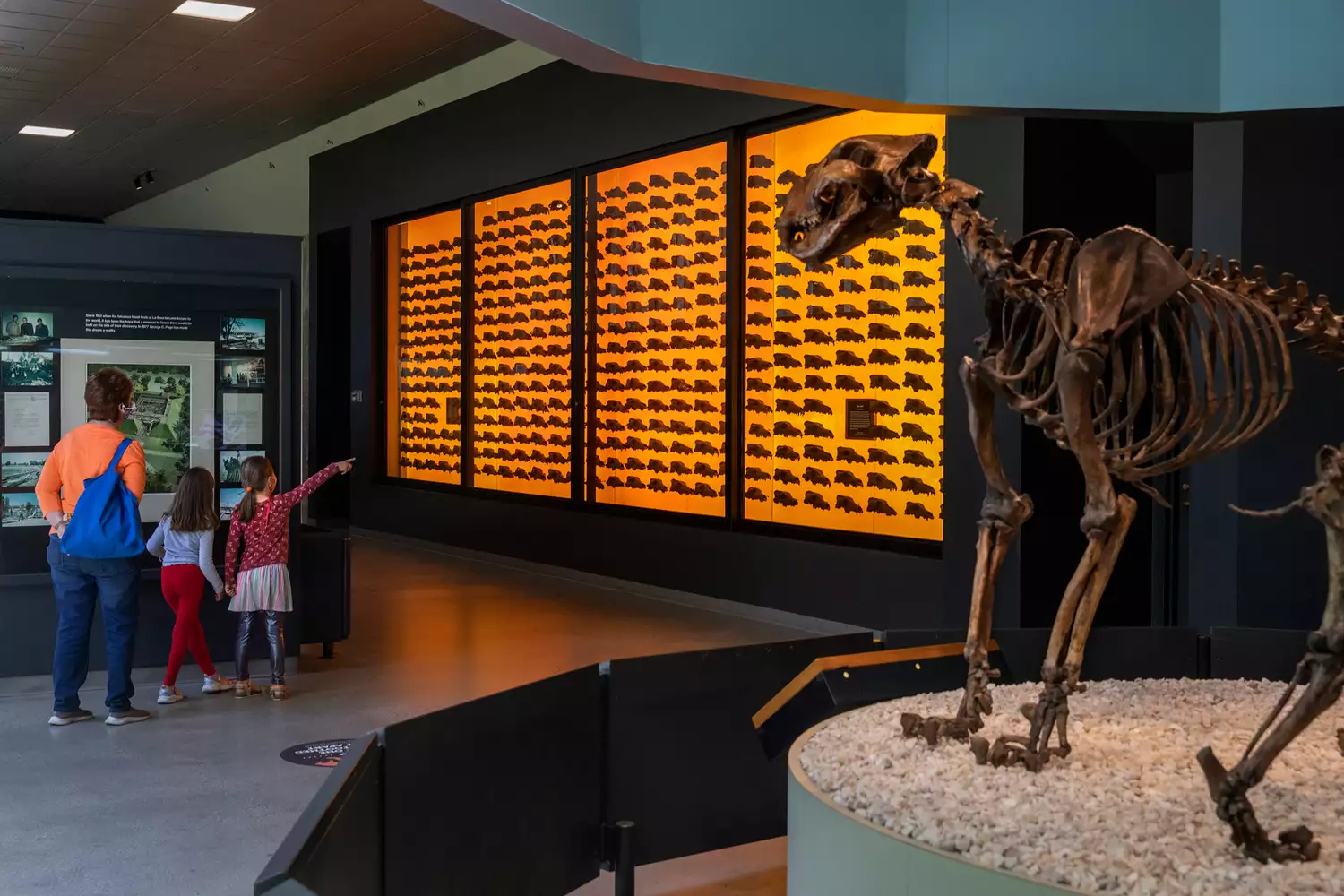Children observing a large wall filled with wolf skulls at the La Brea Tar Pits and Museum.