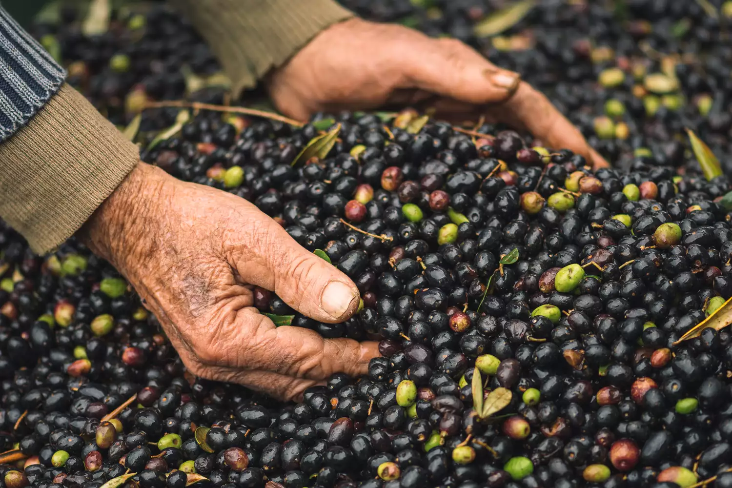 A close-up of an elderly farmer's hands holding a harvest of ripe green and black olives.