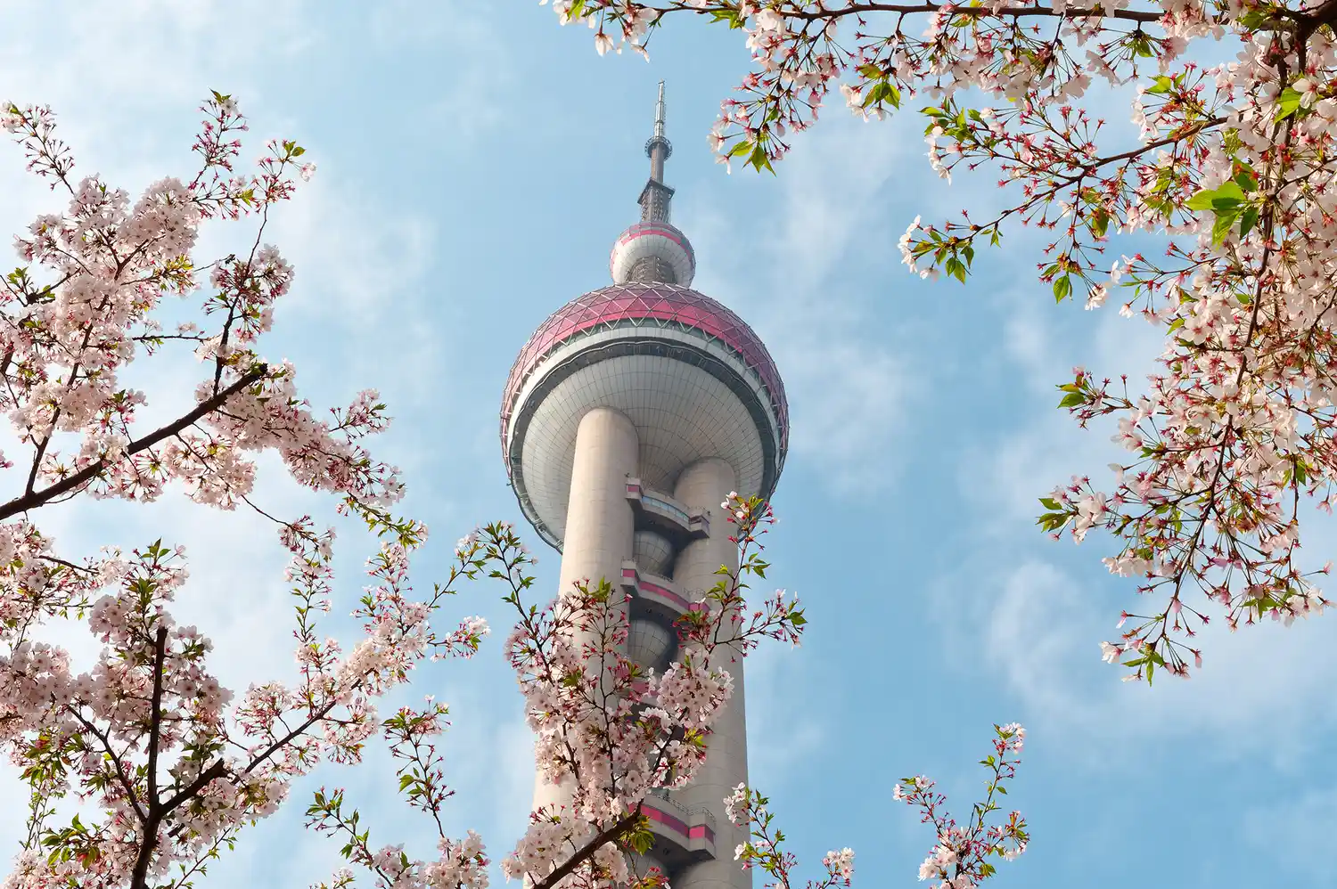 The Oriental Pearl Tower in Shanghai framed by cherry blossom branches