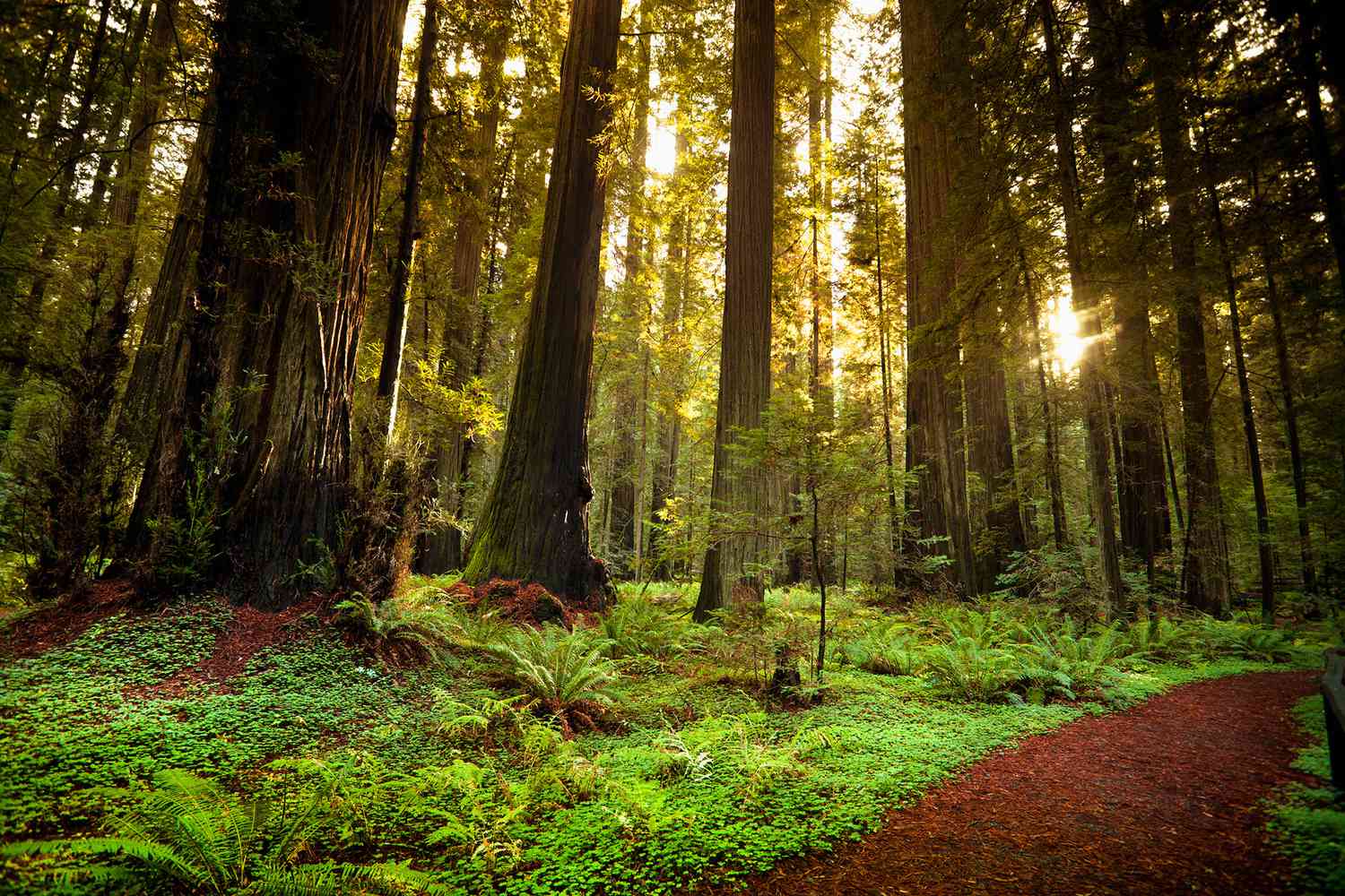 Sunlight filtering through the dense green ferns and colossal trunks of an old-growth redwood grove.