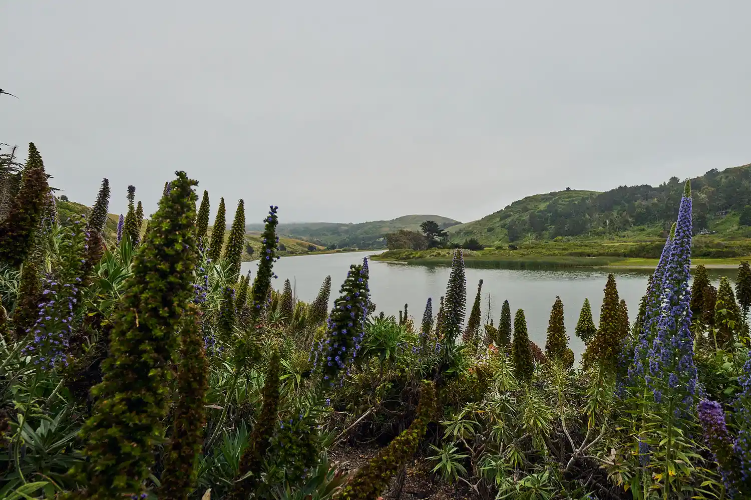 Panoramic vista of the Russian River meeting the Pacific Ocean surrounded by green Sonoma hills.