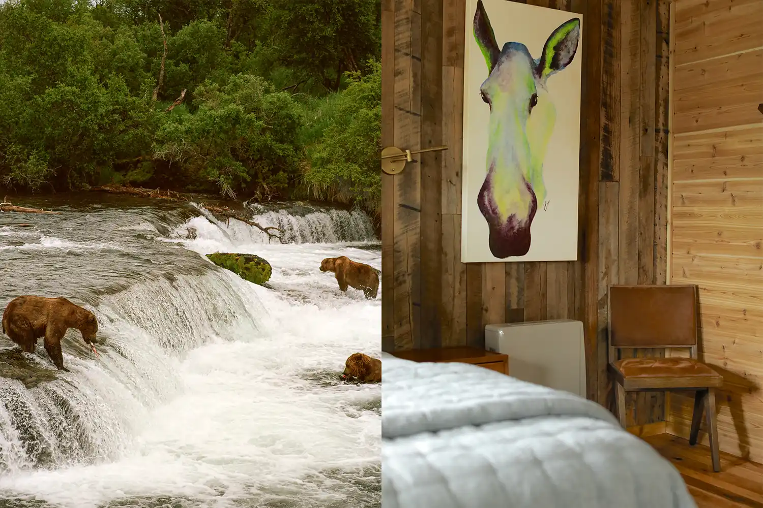 Collage of a bear at Katmai National Park and a high-end guest room at a fishing lodge.