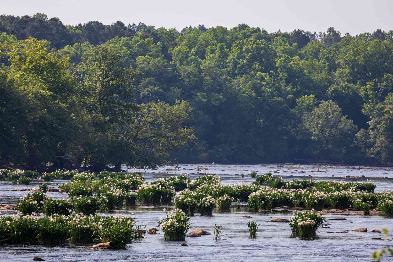 Landscape view of the rocky shoals showing the density of the lily population from the river level.