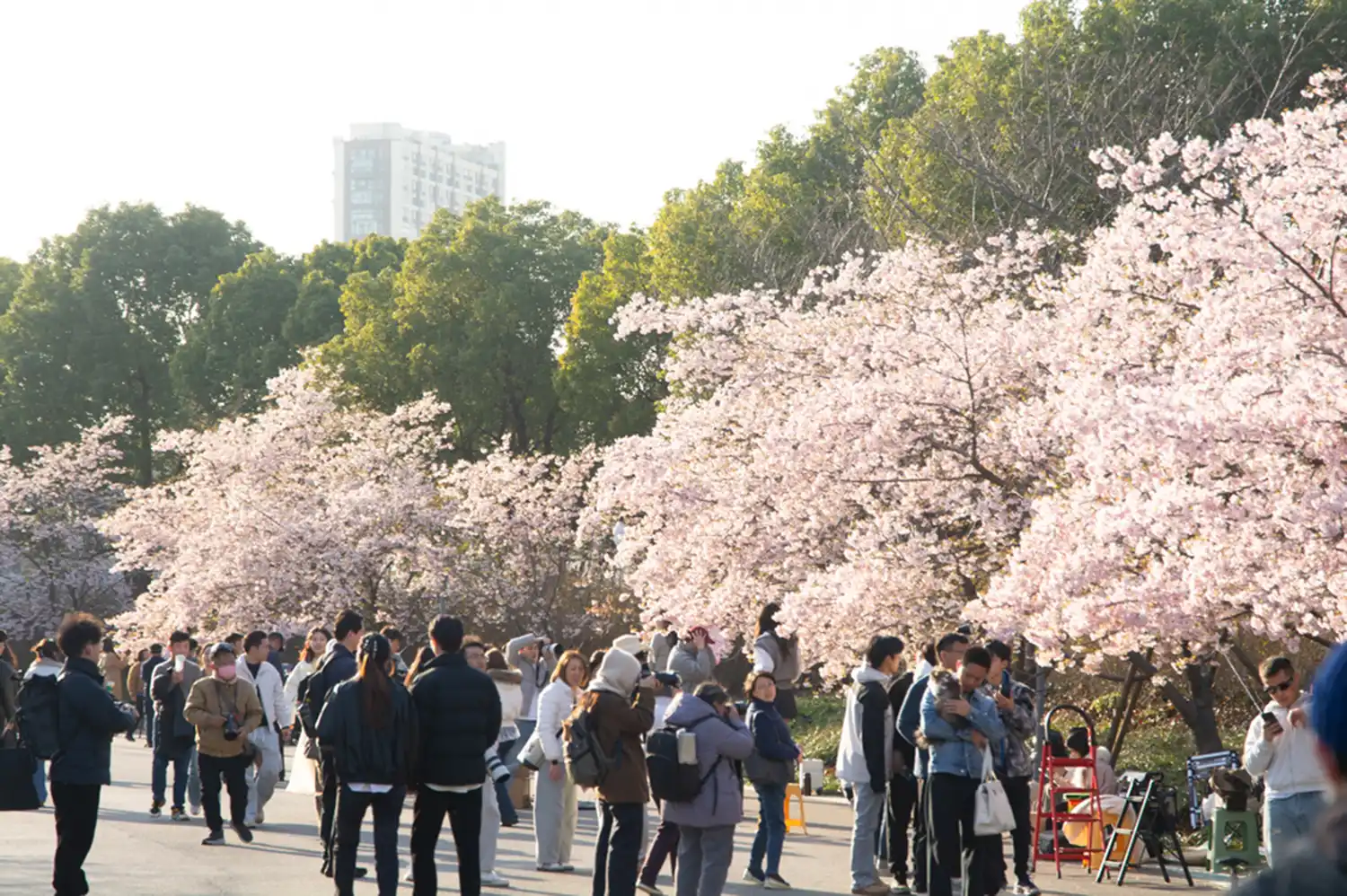 A park in Shanghai during cherry blossom season with people enjoying the scenery and trees in the background