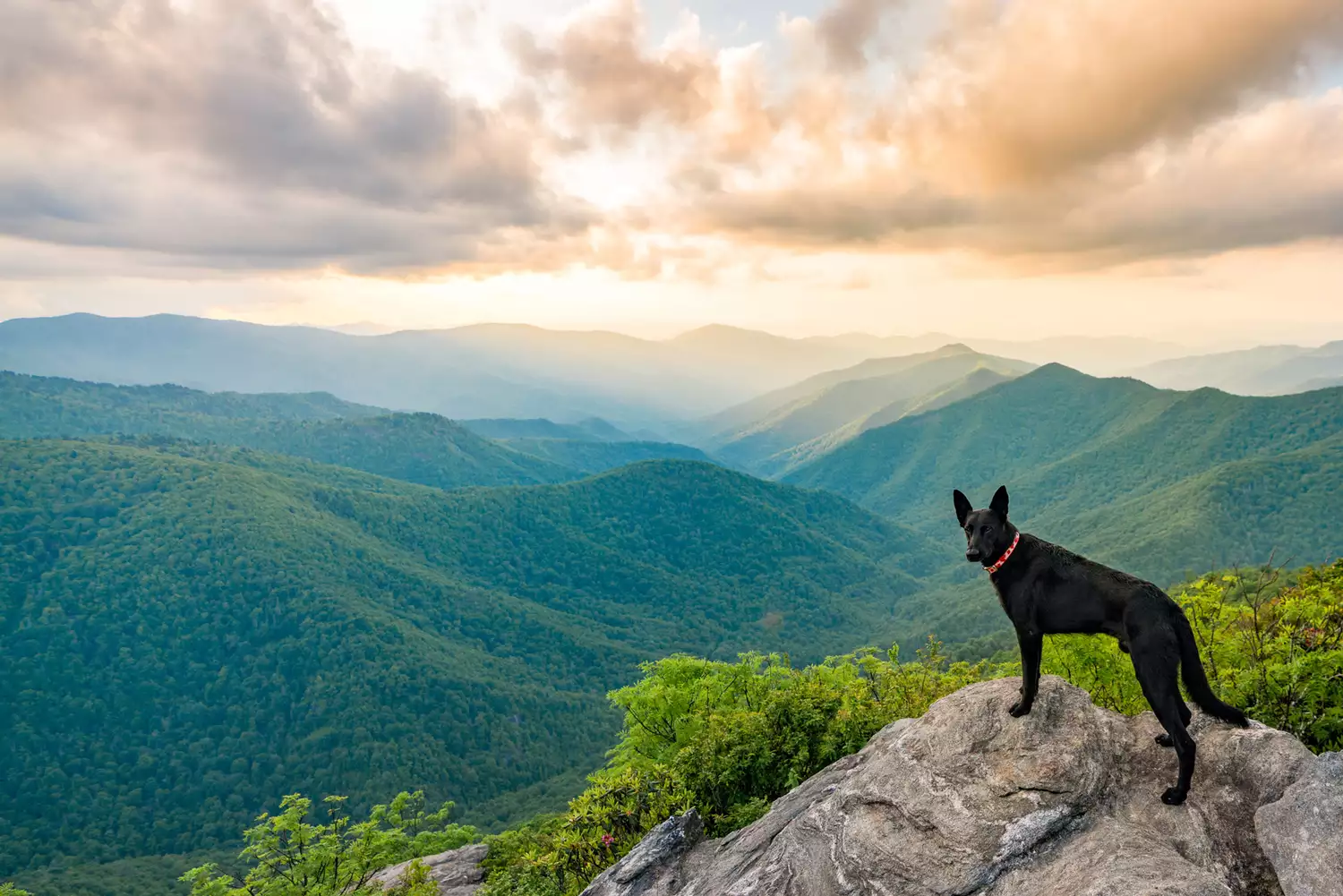 A dog looking out over the panoramic mountain peaks near Waynesville.