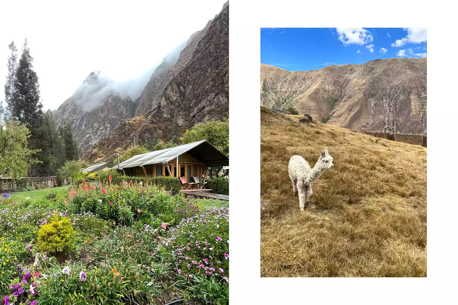 A white llama standing near bright flowers in front of a traditional Andean lodge in Peru.