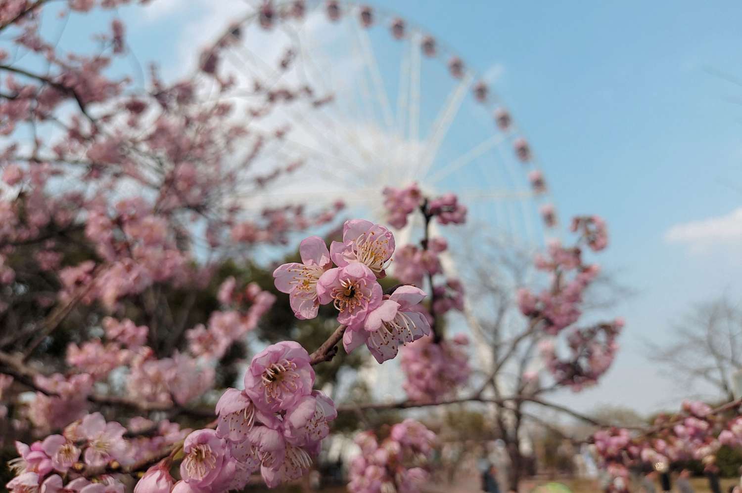 Close-up of lush cherry blossoms in full bloom under a clear Shanghai sky